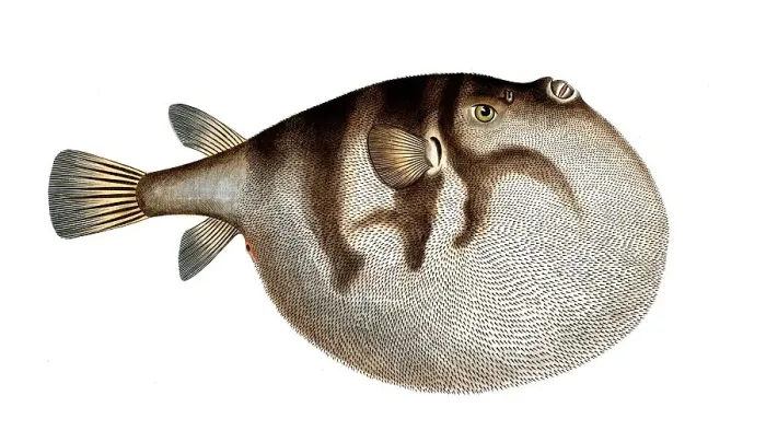 Framed Print : Fish, fish, genus of the puffer fish family, Tetrodon hispidus, the Sea Weather-Cock, Historical, digitally restored reproduction from a 19th century original, Record date not stated