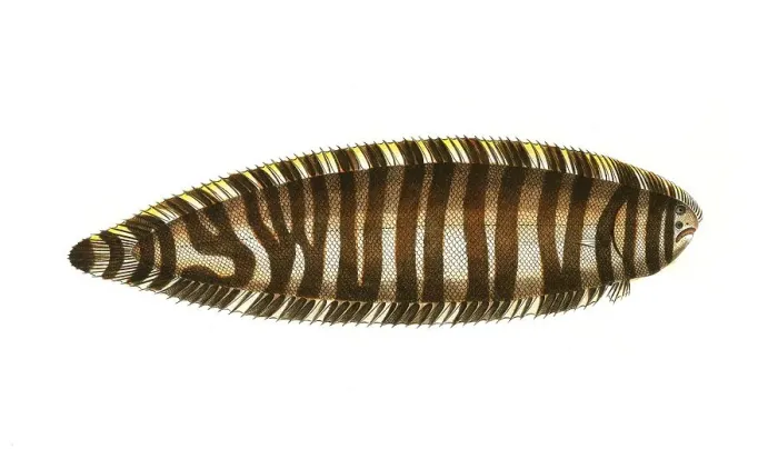 Framed Print : Fish, Fish, Genus of right-eye flounders, Pleuronectes zebra, Historical, digitally restored reproduction from a 19th century original, Record date not stated Framed Print : Fish, Fish, Genus of right-eye flounders, Pleuronectes zebra, Historical, digitally restored reproduction from a 19th century original, Record date not stated