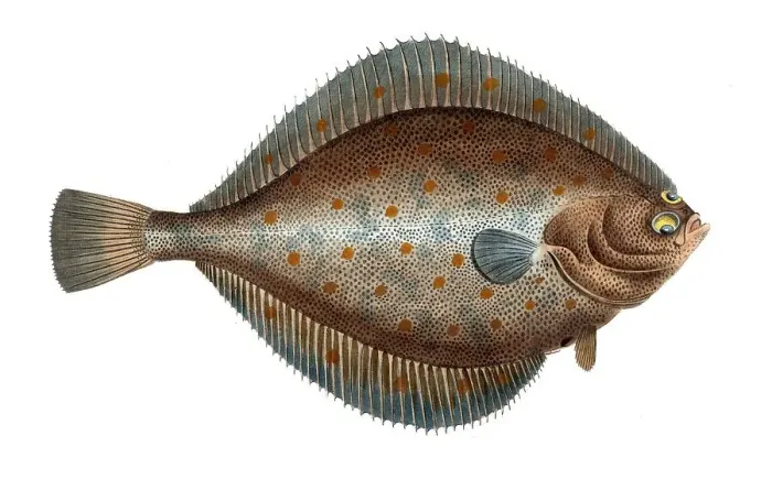 Framed Print : Fish, Fish, Genus of right-eye flounders, Pleuronectes platessa, Historical, digitally restored reproduction from a 19th century original, Record date not stated Framed Print : Fish, Fish, Genus of right-eye flounders, Pleuronectes platessa, Historical, digitally restored reproduction from a 19th century original, Record date not stated