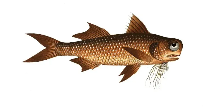 Framed Print : Fish, Fish, genus of threadfins, Polynemus decadactylus, the Flat-Nose, Historical, digitally restored reproduction from a 19th century original, Record date not stated Framed Print : Fish, Fish, genus of threadfins, Polynemus decadactylus, the Flat-Nose, Historical, digitally restored reproduction from a 19th century original, Record date not stated