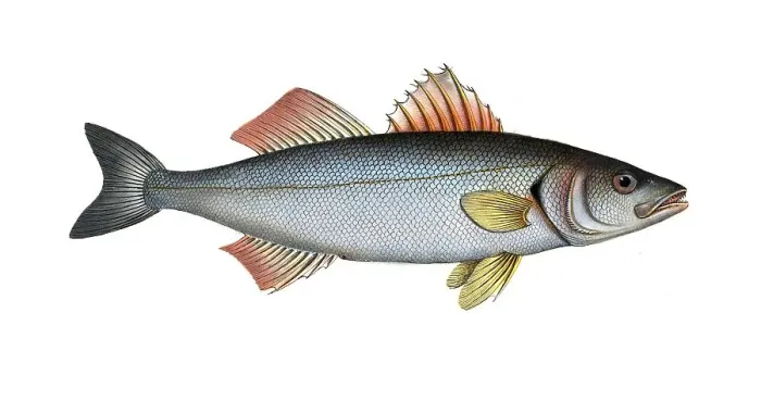 Framed Print : Fish, fish, genus from the umber family, Sciaena labrax, the salmon lumber, the Basse, Historical, digitally restored reproduction from a 19th century original, Record date not stated