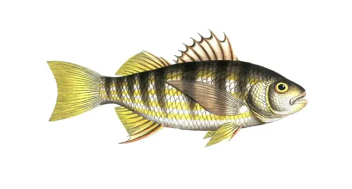 Framed Print : Fish, fish, genus of the umber family, Sciaena plumieri, striped umber, Plumier's umber, Historical, digitally restored reproduction from a 19th century original, Record date not stated