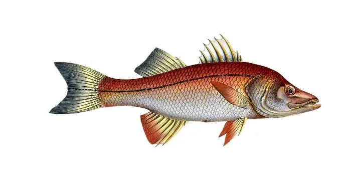 Framed Print : Fish, fish, genus of the umber fish family, Sciaena undecimalis, the Elevan-ray, Historical, digitally restored reproduction from a 19th century original, Record date not stated