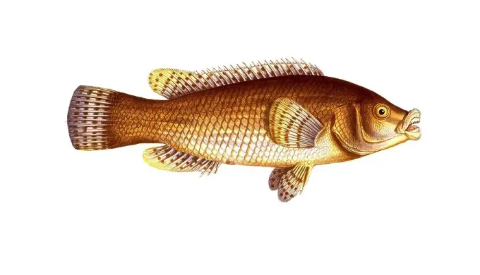 Framed Print : Fish, Fish, Genus of Wrasse, Labrus maculatus, Historical, digitally restored reproduction from a 19th century original, Record date not stated Framed Print : Fish, Fish, Genus of Wrasse, Labrus maculatus, Historical, digitally restored reproduction from a 19th century original, Record date not stated