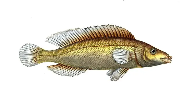 Framed Print : Fish, Fish, Genus of Wrasse, Labrus microlepidotus, Historical, digitally restored reproduction from a 19th century original, Record date not stated Framed Print : Fish, Fish, Genus of Wrasse, Labrus microlepidotus, Historical, digitally restored reproduction from a 19th century original, Record date not stated