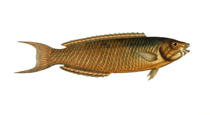 Framed Print : Fish, Fish, Genus of Wrasse, Labrus viridis, Historical, digitally restored reproduction from a 19th century original, Record date not stated Framed Print : Fish, Fish, Genus of Wrasse, Labrus viridis, Historical, digitally restored reproduction from a 19th century original, Record date not stated