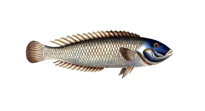 Framed Print : Fish, Fish, Genus of wrasses, Labrus cyanocephalus, Blue head, Historical, digitally restored reproduction from a 19th century original, Record date not stated