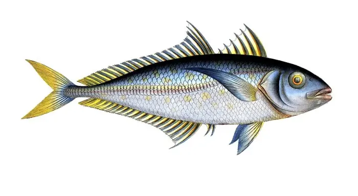 Framed Print : Fish, Fish, Group of perch relatives, Scomber plumieri, the plumier's mackerel, Historic, digitally restored reproduction from a 19th century original, Record date not stated Framed Print : Fish, Fish, Group of perch relatives, Scomber plumieri, the plumier's mackerel, Historic, digitally restored reproduction from a 19th century original, Record date not stated