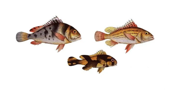 Framed Print : Fish, fish, top left: Anthias maculatus, the maculated grunt. top right: Anthia lineatus, the lineated grunt