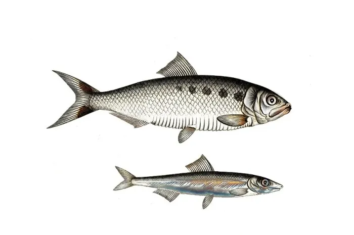 Framed Print : Fish, fish, left: Fish genus Herring, Clupea Encrasicolus, the Anjovis, the Anchova, right: Fish genus Herring, Clupea alosa, the Alse, The Schad, Historic, digitally restored reproduction from a 19th century original, Record date not stated