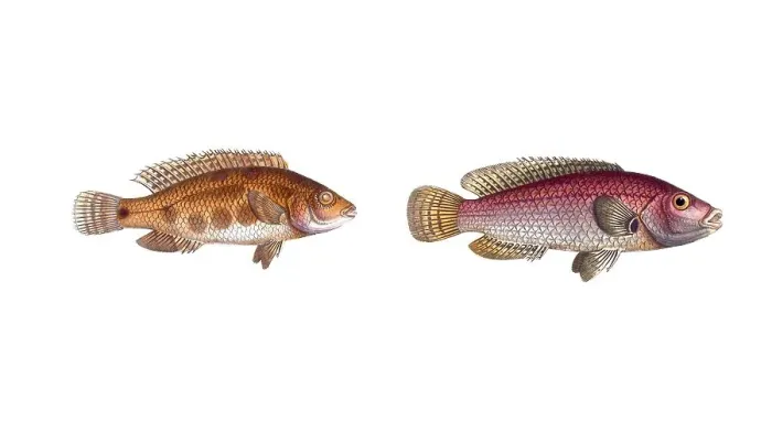 Framed Print : Fish, fish, left: Fish genus from the snapper family Lutjanus notatus, the spotted Lutjan, the spotted Lutian