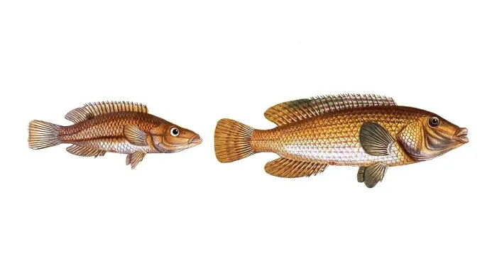 Framed Print : Fish, fish, left: Fish genus from the snapper family Lutjanus rostratus, the snouted Lutian