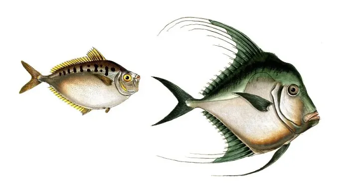 Framed Print : Fish, fish, left: Fish genus from the Zeidae family, Zeus insidator, the cunning mirror fish Framed Print : Fish, fish, left: Fish genus from the Zeidae family, Zeus insidator, the cunning mirror fish