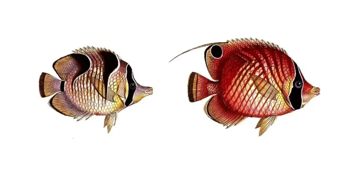 Framed Print : Fish, fish, left: genus butterflyfish, Chaetodon falcula, the Sickle-Chetodon. right, genus butterflyfish, Chaetodon setifer, the Bristle-Chetodon, Historic, digitally restored reproduction from a 19th century original, Record date not stated