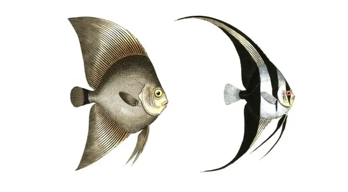 Framed Print : Fish, Fish, left: Genus butterflyfish, Chaetodon Verspertilio, broadfin. right: Genus butterflyfish, Chaetodon teira, blackfin, Historic, digitally restored reproduction from a 19th century original, Record date not stated Framed Print : Fish, Fish, left: Genus butterflyfish, Chaetodon Verspertilio, broadfin. right: Genus butterflyfish, Chaetodon teira, blackfin, Historic, digitally restored reproduction from a 19th century original, Record date not stated