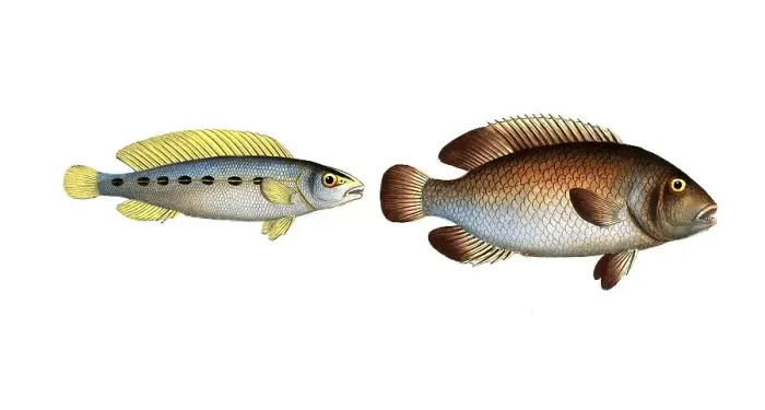 Framed Print : Fish, fish, left: Genus of the family Perch, Perca brasiliensis, Brazilian perch, The brasilian Perch