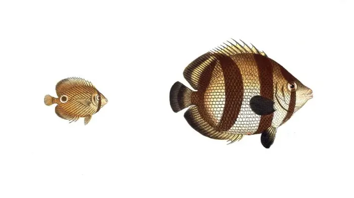 Framed Print : Fish, fish, left: Genus Meyers Butterflyfish, Butterflyfish, Chaetodon capistratus, the Soldier, The Sea Butterfly