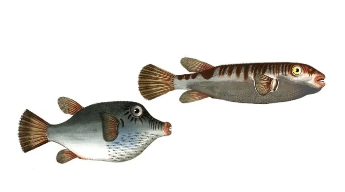 Framed Print : Fish, fish, left: Genus from the pufferfish family, Tetrodon rostratus, the longbill Framed Print : Fish, fish, left: Genus from the pufferfish family, Tetrodon rostratus, the longbill