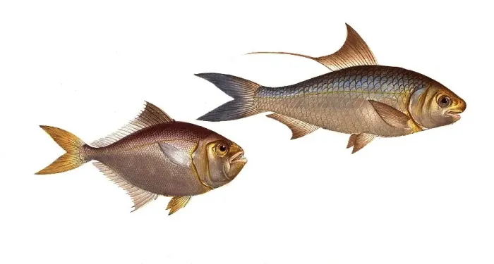 Framed Print : Fish, fish, left: Group of perch relatives, Scomber minutus, the little mackerel, the little Mackrel
