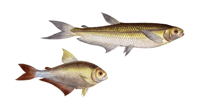 Framed Print : Fish, Fish, left: Salmon family, Salmo Bimaculatus, double-spotted salmon, bimaculated Salmon family, Salmon, right: Salmon family, Salmo argentinus, Silberstreiff, the Piabuco, Historic, digitally restored reproduction from a 19th century original
