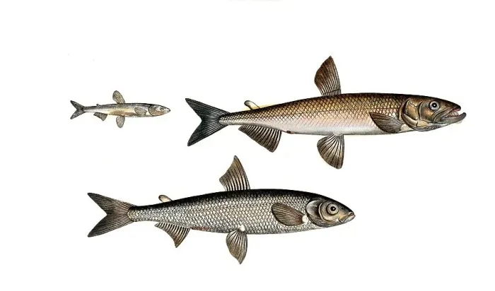 Framed Print : Fish, fish, left: Salmon family, Salmo eperlanus, smelt, the Smelt, top right: Salmon family, Salmo eperlano-Marinus, smelt, bottom right, Salmon family, Salmo maraenula, small maraene, Historic Framed Print : Fish, fish, left: Salmon family, Salmo eperlanus, smelt, the Smelt, top right: Salmon family, Salmo eperlano-Marinus, smelt, bottom right, Salmon family, Salmo maraenula, small maraene, Historic