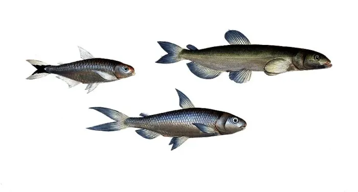 Framed Print : Fish, Fish, left: Salmon family, Salmo melanurus, tail-spotted Salmon family, Salmon, top right: Family of salmonids, Salmo groenlandicus, Greenland salmon, Capelan, bottom right, Family of salmonids, Salmo unimaculatus, one-spot, Curimate