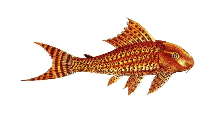 Framed Print : Fish, Fish, Loricaria plecostomus, the wrinkled mouth, The Guacari, Historical, digitally restored reproduction from a 19th century original, Record date not stated Framed Print : Fish, Fish, Loricaria plecostomus, the wrinkled mouth, The Guacari, Historical, digitally restored reproduction from a 19th century original, Record date not stated