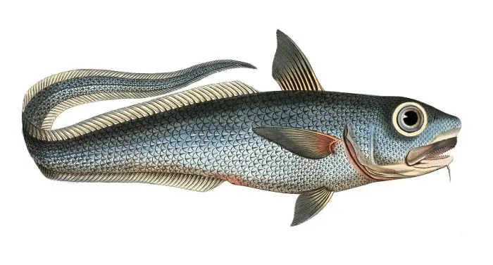 Framed Print : Fish, Fish, Macrourus rupestri, the mountain salmon, Historical, digitally restored reproduction from a 19th century original, Record date not stated Framed Print : Fish, Fish, Macrourus rupestri, the mountain salmon, Historical, digitally restored reproduction from a 19th century original, Record date not stated