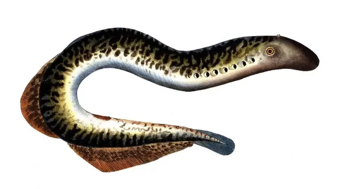 Framed Print : Fish, Fish, Petromizon marinus, Sea lamprey, Historical, digitally restored reproduction from a 19th century original, Record date not stated
