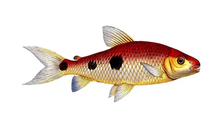 Framed Print : Fish, Fish, Salmon family, Salmo friderici, Historical, digitally restored reproduction from a 19th century original, Record date not stated