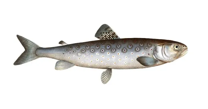 Framed Print : Fish, Fish, Salmon family, Salmo goedenii, the lake trout, the goeden's family of salmon fish, Salmon, Historical, digitally restored reproduction from a 19th century original, Record date not stated Framed Print : Fish, Fish, Salmon family, Salmo goedenii, the lake trout, the goeden's family of salmon fish, Salmon, Historical, digitally restored reproduction from a 19th century original, Record date not stated