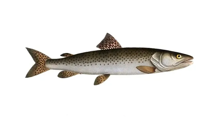 Framed Print : Fish, Fish, Salmon family, Salmo huctio, the Heuch, the River family of salmon fish, Salmon, Historical, digitally restored reproduction from a 19th century original, Record date not stated Framed Print : Fish, Fish, Salmon family, Salmo huctio, the Heuch, the River family of salmon fish, Salmon, Historical, digitally restored reproduction from a 19th century original, Record date not stated