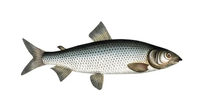 Framed Print : Fish, Fish, Salmon family, Salmo lavaretus, Houting, Atlantic salmon, Atlantic salmon family, Salmon, Gwiniad, Historical, digitally restored reproduction from a 19th century original, Record date not stated