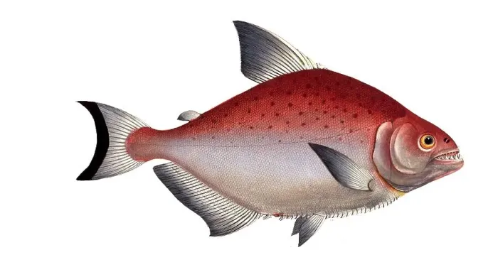 Framed Print : Fish, Fish, Salmon family, Salmo Rhombus, Sawbelly, Salmon species, rhomboidal Salmon family, Salmon, Historical, digitally restored reproduction from a 19th century original, Record date not stated