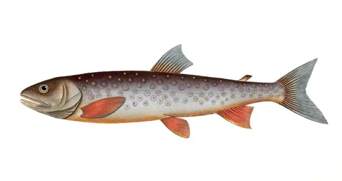 Framed Print : Fish, Fish, Salmon family, Salmo salvelinus, the char, the Salveling, Historical, digitally restored reproduction from a 19th century original, Record date not stated