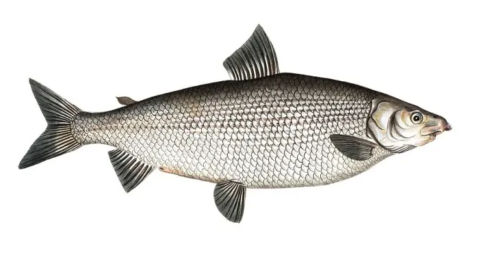 Framed Print : Fish, Fish, Salus Thymallus latus, the broad grayling, European grayling, Historical, digitally restored reproduction from a 19th century original, Record date not stated