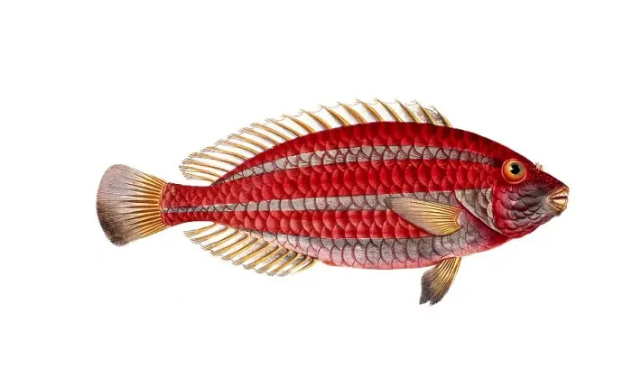 Framed Print : Fish, Fish, Scarus croicensis, Striped parrotfish, Historic, digitally restored reproduction from a 19th century original, Record date not stated Framed Print : Fish, Fish, Scarus croicensis, Striped parrotfish, Historic, digitally restored reproduction from a 19th century original, Record date not stated