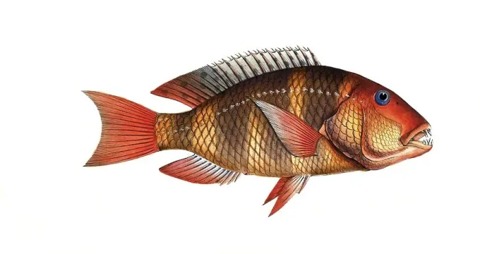 Framed Print : Fish, Fish, Sea bream family, Sparus Anchorago, The Anchor-Tooth, Historical, digitally restored reproduction from a 19th century original, Record date not stated Framed Print : Fish, Fish, Sea bream family, Sparus Anchorago, The Anchor-Tooth, Historical, digitally restored reproduction from a 19th century original, Record date not stated