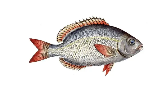 Framed Print : Fish, Fish, Sea bream family, Sparus brama, Brama brama, Atlantic pomfret, Ray's bream, Historical, digitally restored reproduction from a 19th century original, Record date not stated
