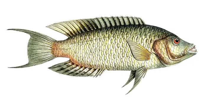 Framed Print : Fish, Fish, Sea bream family, Sparus chlorurus, Historical, digitally restored reproduction from a 19th century original, Record date not stated Framed Print : Fish, Fish, Sea bream family, Sparus chlorurus, Historical, digitally restored reproduction from a 19th century original, Record date not stated