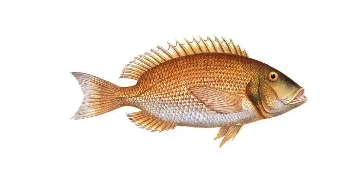 Framed Print : Fish, Fish, Sea bream family, Sparus dentex, dentex, common dentex, Historical, digitally restored reproduction from a 19th century original, Record date not stated Framed Print : Fish, Fish, Sea bream family, Sparus dentex, dentex, common dentex, Historical, digitally restored reproduction from a 19th century original, Record date not stated