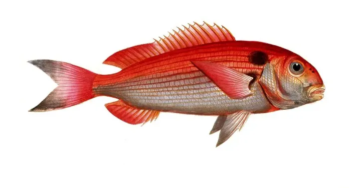 Framed Print : Fish, Fish, Sea bream family, Sparus pagrus, Historical, digitally restored reproduction from a 19th century original, Record date not stated Framed Print : Fish, Fish, Sea bream family, Sparus pagrus, Historical, digitally restored reproduction from a 19th century original, Record date not stated