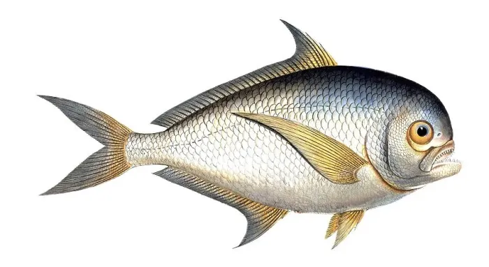 Framed Print : Fish, Fish, Sea bream family, Sparus raii, Historical, digitally restored reproduction from a 19th century original, Record date not stated