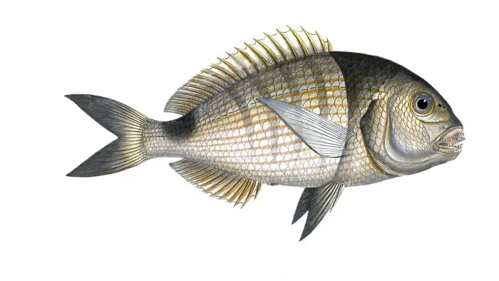Framed Print : Fish, Fish, Sea bream family, Sparus Sargus, Goat bream, Banded bream, The Brase, Historical, digitally restored reproduction from a 19th century original, Record date not stated Framed Print : Fish, Fish, Sea bream family, Sparus Sargus, Goat bream, Banded bream, The Brase, Historical, digitally restored reproduction from a 19th century original, Record date not stated