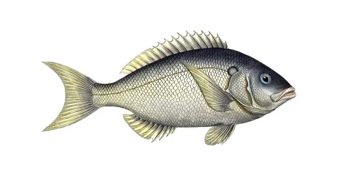 Framed Print : Fish, Fish, Sea bream family, Sparus tetracanthus, the four-spined, Historical, digitally restored reproduction from a 19th century original, Record date not stated