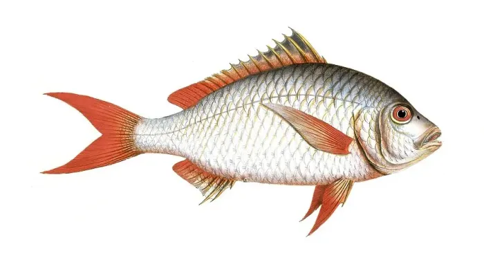 Framed Print : Fish, Fish, Seabream family, Sparus erythrourus, Red seabream, Redtail, Dorade rose, Common pandora, Spanish seabream, Historical, digitally restored reproduction from a 19th century original, Record date not stated Framed Print : Fish, Fish, Seabream family, Sparus erythrourus, Red seabream, Redtail, Dorade rose, Common pandora, Spanish seabream, Historical, digitally restored reproduction from a 19th century original, Record date not stated