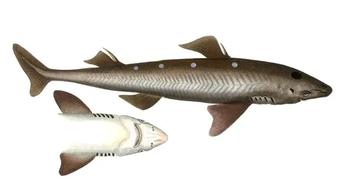 Framed Print : Fish, Fish, Shark genus from the spiny dogfish family, Squalus acGenus of the bannerfish, Anthias, Historical, digitally restored reproduction from a 19th century original, Record date not stated