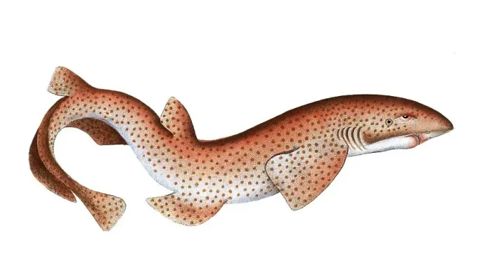 Framed Print : Fish, Fish, Shark genus from the spiny dogfish family, Squalus catulus, The lesser rough hound, Historical, digitally restored reproduction from a 19th century original, Record date not stated