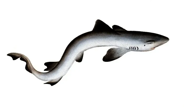 Framed Print : Fish, Fish, Shark genus from the spiny dogfish family, Squalus galeus, Historical, digitally restored reproduction from a 19th century original, Record date not stated