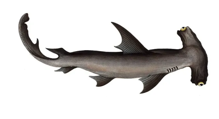 Framed Print : Fish, Fish, Shark genus from the spiny dogfish family, Squalus zygaena, the hammerfish, the balance fish, Historical, digitally restored reproduction from a 19th century original, Record date not stated Framed Print : Fish, Fish, Shark genus from the spiny dogfish family, Squalus zygaena, the hammerfish, the balance fish, Historical, digitally restored reproduction from a 19th century original, Record date not stated